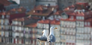 alchimica_hydroizolacja dachu (5).jpg